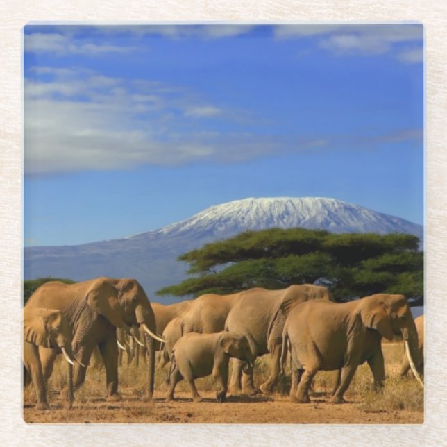Kilimanjaro And Elephants Glass Coaster (Front)