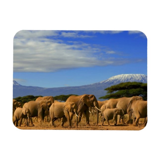 Kilimanjaro And Elephants Magnet (Horizontal)