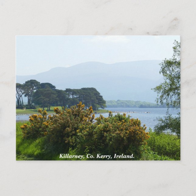 Killarney lakeside, County Kerry, Ireland Postcard (Front)