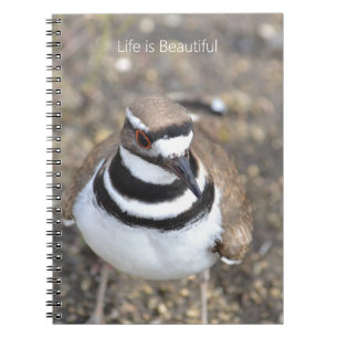 Killdeer Bird (my photography) Notebook