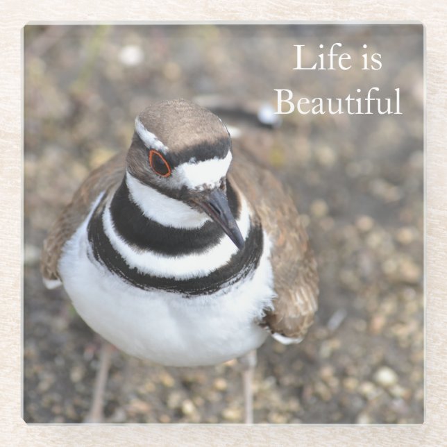 Killdeer Bird (photo by me) Glass Coaster (Front)