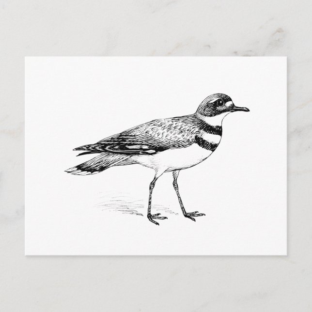 Killdeer Bird Sketch Postcard (Front)