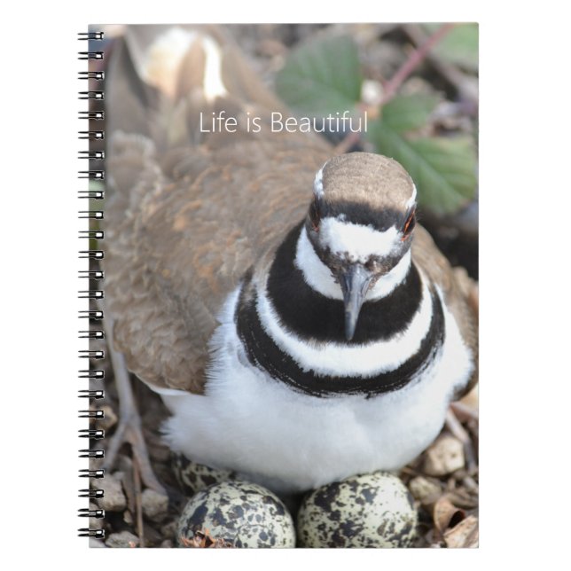 Killdeer Bird with Eggs (my photography) Notebook (Front)