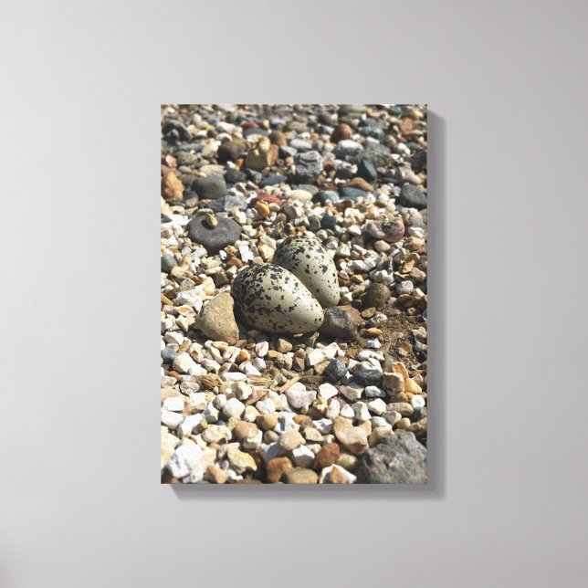 Killdeer Eggs on canvas Print (Front)