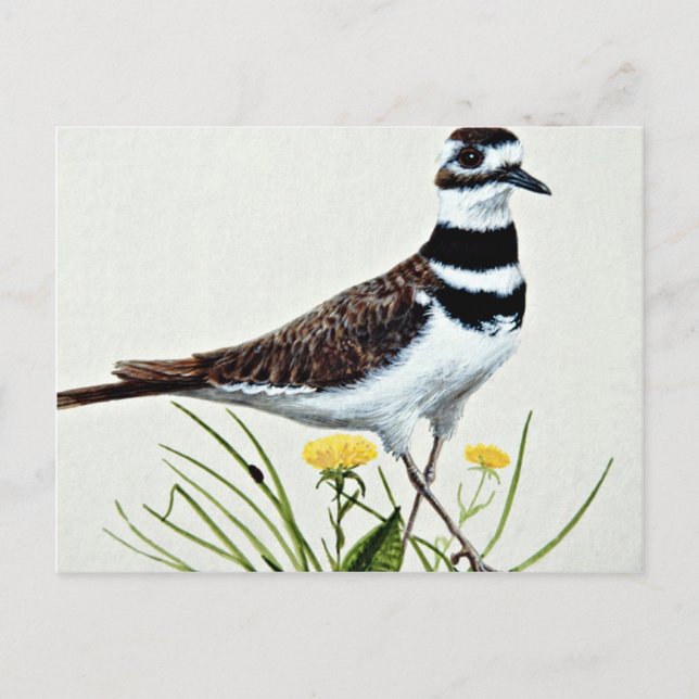 Killdeer  flowers postcard (Front)