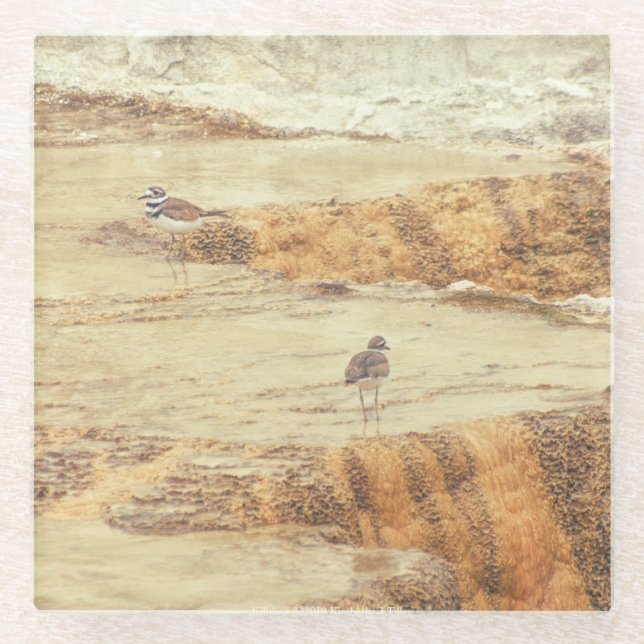 Killdeer Glass Coaster (Front)