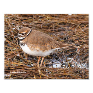 Killdeer in the Freezing Mudflats Photo Print
