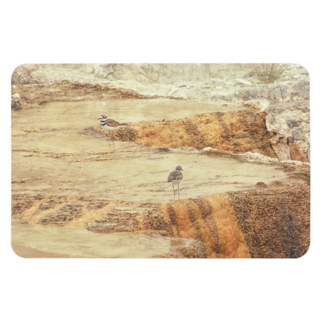 Killdeer Magnet (Horizontal)