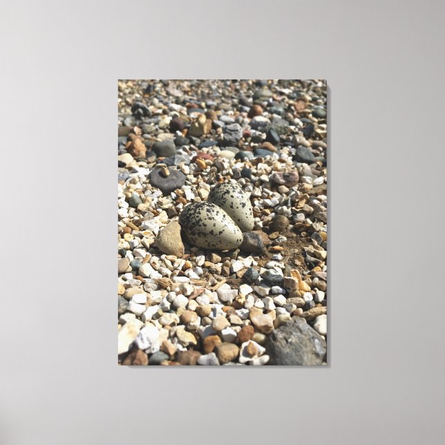 Killdeer Nest & Eggs Photo on Canvas Print (Front)