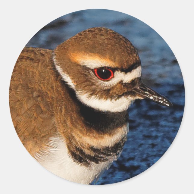 Killdeer on the Icy Mudflats Classic Round Sticker (Front)