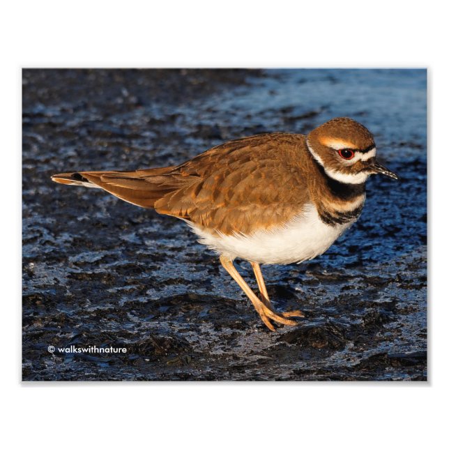 Killdeer on the Icy Mudflats Photo Print (Front)