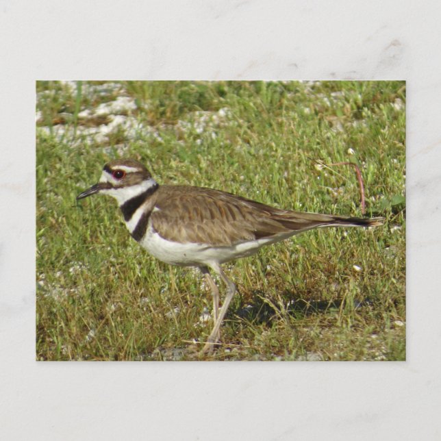 Killdeer Photo Postcard (Front)