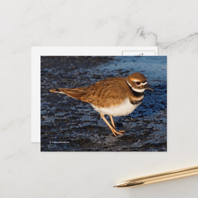 Killdeer Shorebird on Icy Mudflats Postcard (Front/Back In Situ)