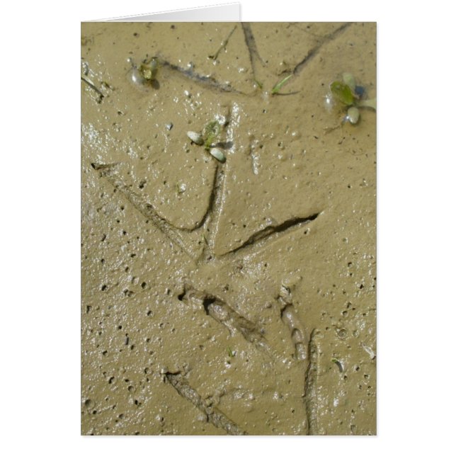 Killdeer tracks (Front)