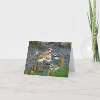 Killdeer, with chicks #1 - Blank Note Card