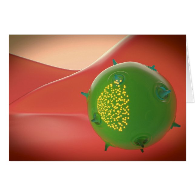 Killer Cell Of The Innate Immune System (Front Horizontal)