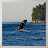 Killer Whale Breaching out of Ocean Water