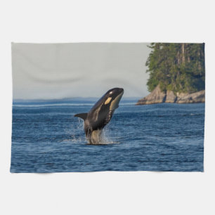 Killer Whale Breaching out of Ocean Water Tea Towel