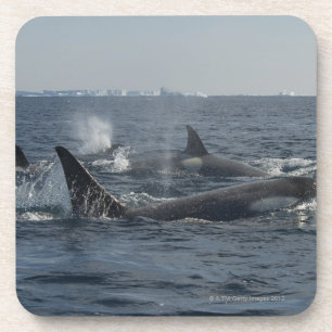 killer whale coaster