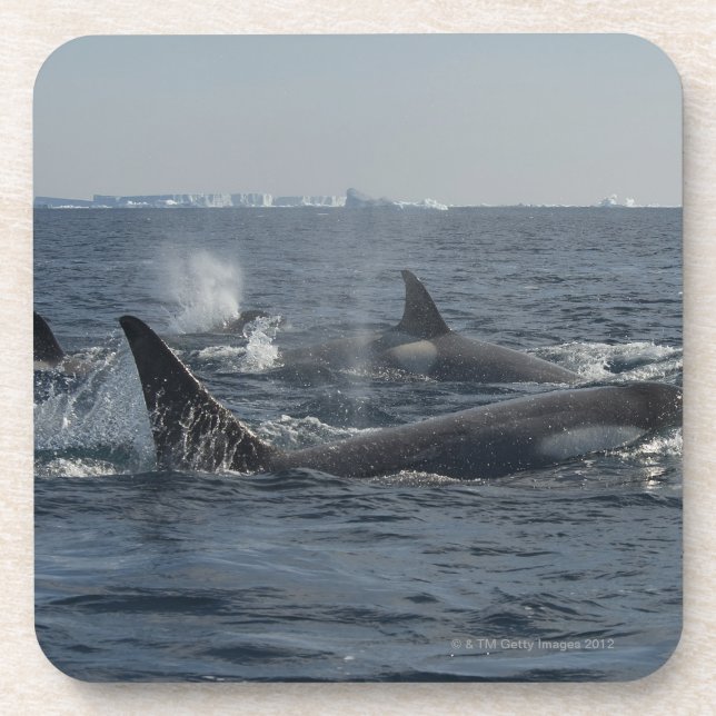 killer whale coaster (Front)