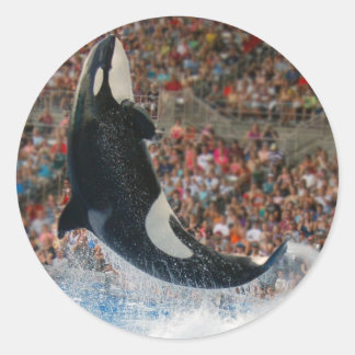 Killer whale jumping classic round sticker