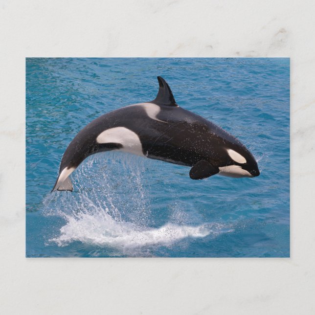 Killer whale jumping out of water postcard (Front)