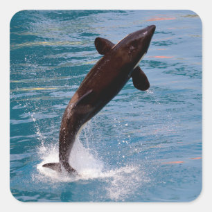 Killer whale jumping out of water square sticker