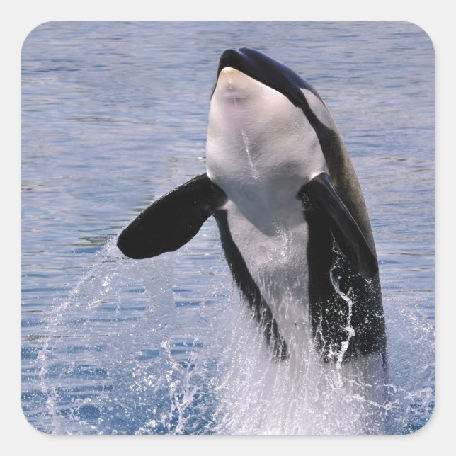 Killer whale jumping out of water square sticker (Front)