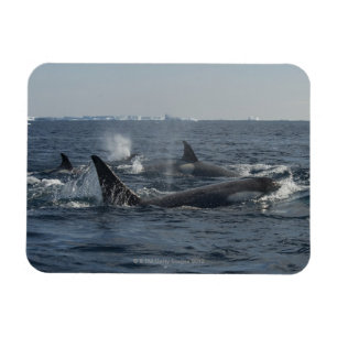 killer whale magnet
