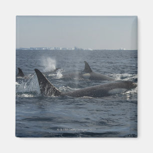 killer whale magnet