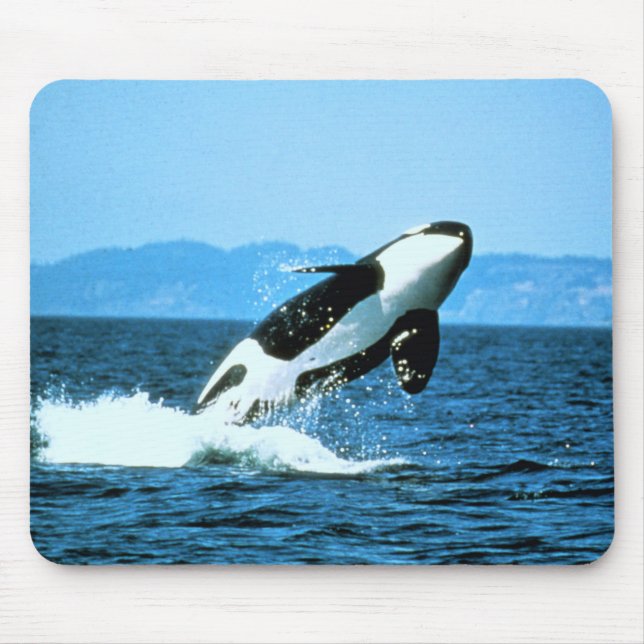 Killer Whale Mouse Pad (Front)