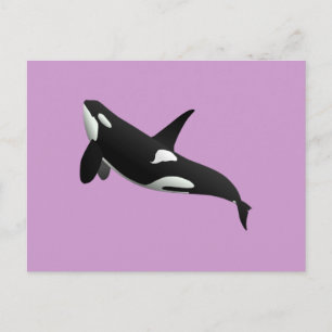 Killer Whale, Orcinus Orca Postcard