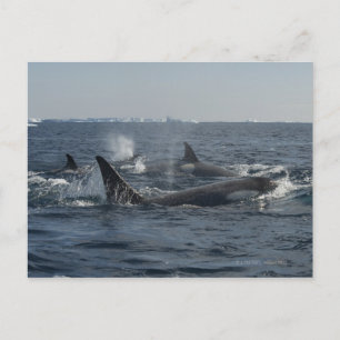 killer whale postcard