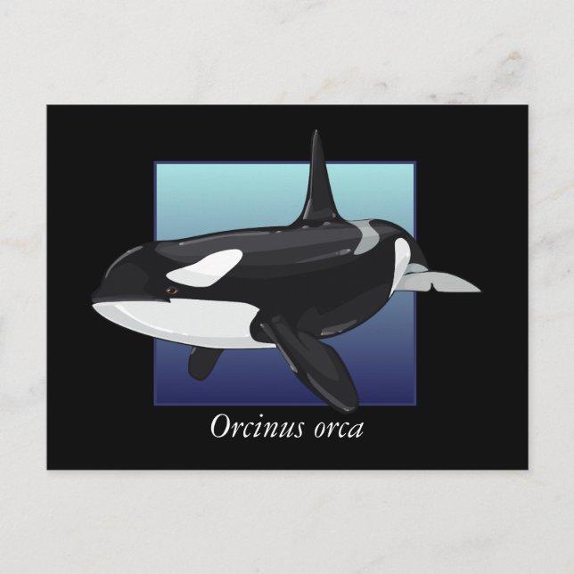 Killer Whale Postcard (Front)