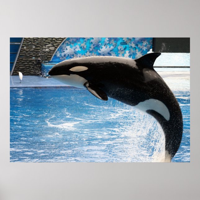 Killer Whale Poster (Front)