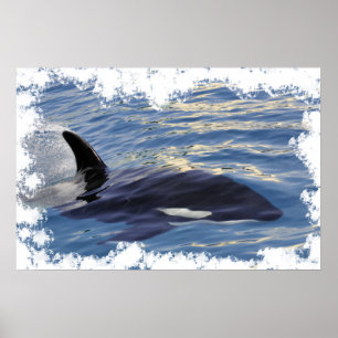 Killer whale swimming fast poster