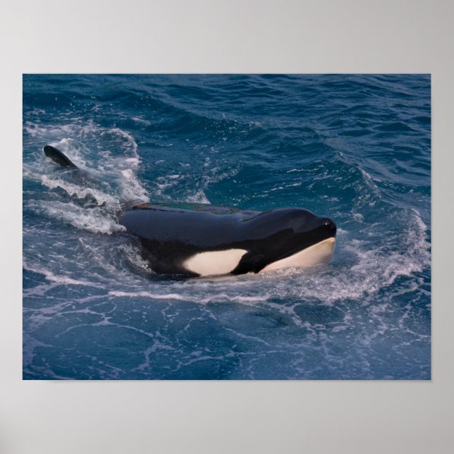 Killer whale swimming poster (Front)