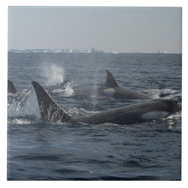 killer whale tile (Front)