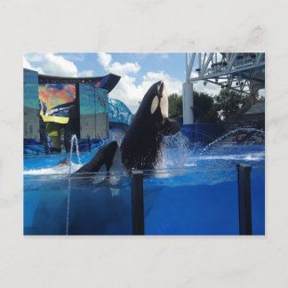 Killer Whales in Florida Postcard