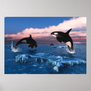 Killer Whales In The Arctic Ocean Poster
