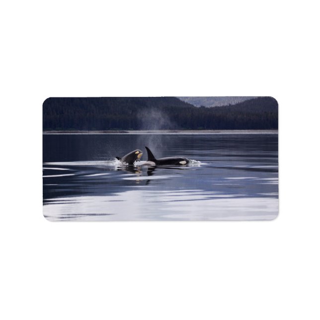 Killer Whales Label (Front)