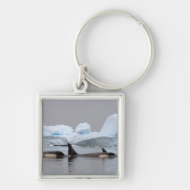 killer whales (orcas), Orcinus orca, pod Key Ring (Front)