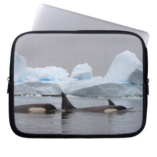 killer whales (orcas), Orcinus orca, pod Laptop Sleeve