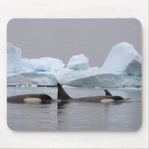 killer whales (orcas), Orcinus orca, pod Mouse Pad