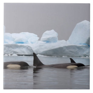 killer whales (orcas), Orcinus orca, pod Tile