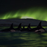 Killer Whales Under the Aurora - Orca Jigsaw Puzzle<br><div class="desc">Immerse yourself in the mystery and beauty of the ocean and the aurora borealis with this stunning jigsaw puzzle featuring a pod of orcas swimming at night while a stunning aurora casts a green glow upon the dark waters below. With up to 1014 pieces, this puzzle presents a challenge that...</div>