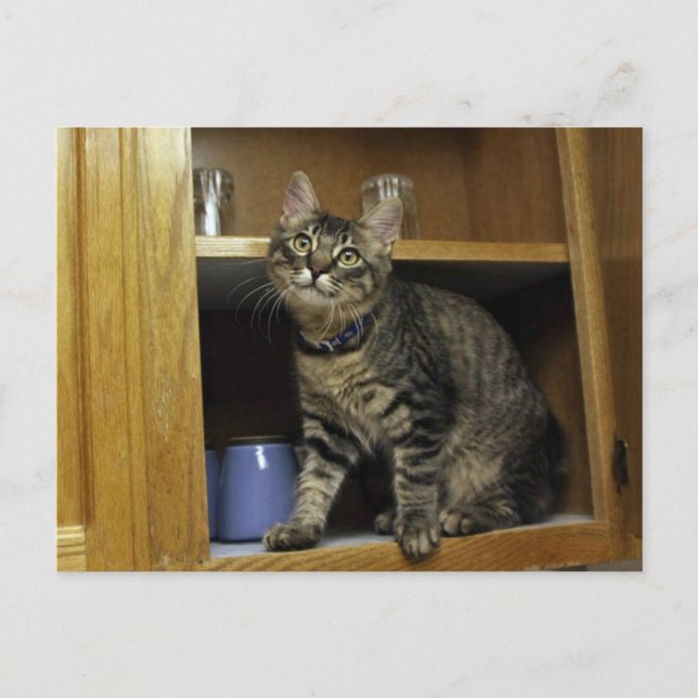 Kimber in Cupboard Postcard (Front)