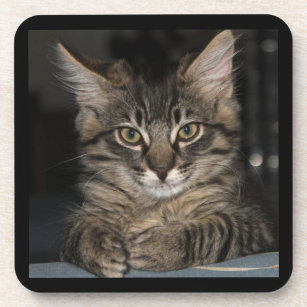 Kimber Kitty's "Oh Really?" Coasters
