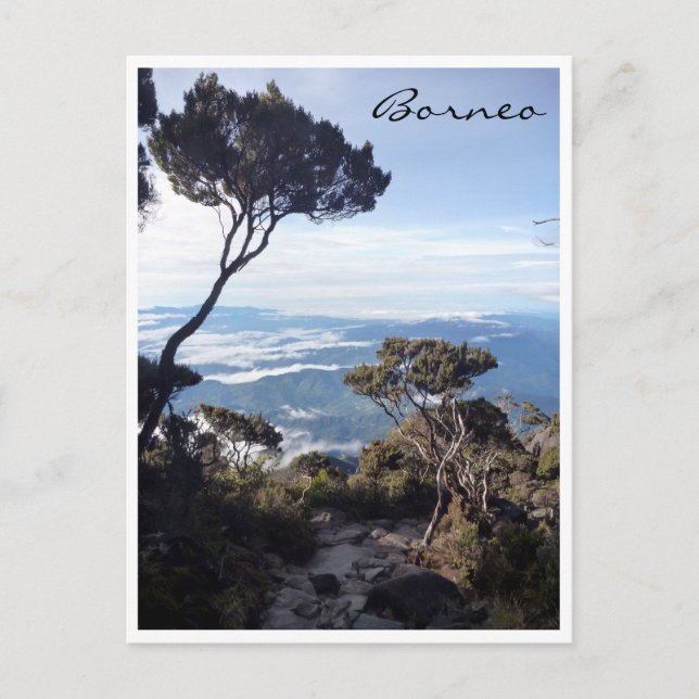 kinabalu view tree postcard (Front)