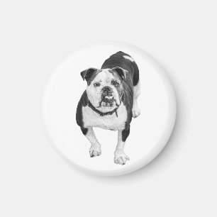Kind Eyes, Bulldog Magnet